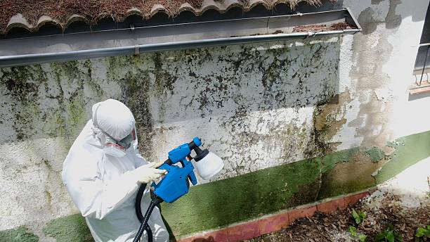 Trusted Black Mold Removal service in Brunswick, MD - Cheap Mold Removal